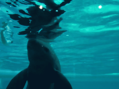 animaux divers2