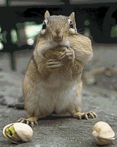 http://partageetsignature.p.a.pic.centerblog.net/e2e06cab.GIF